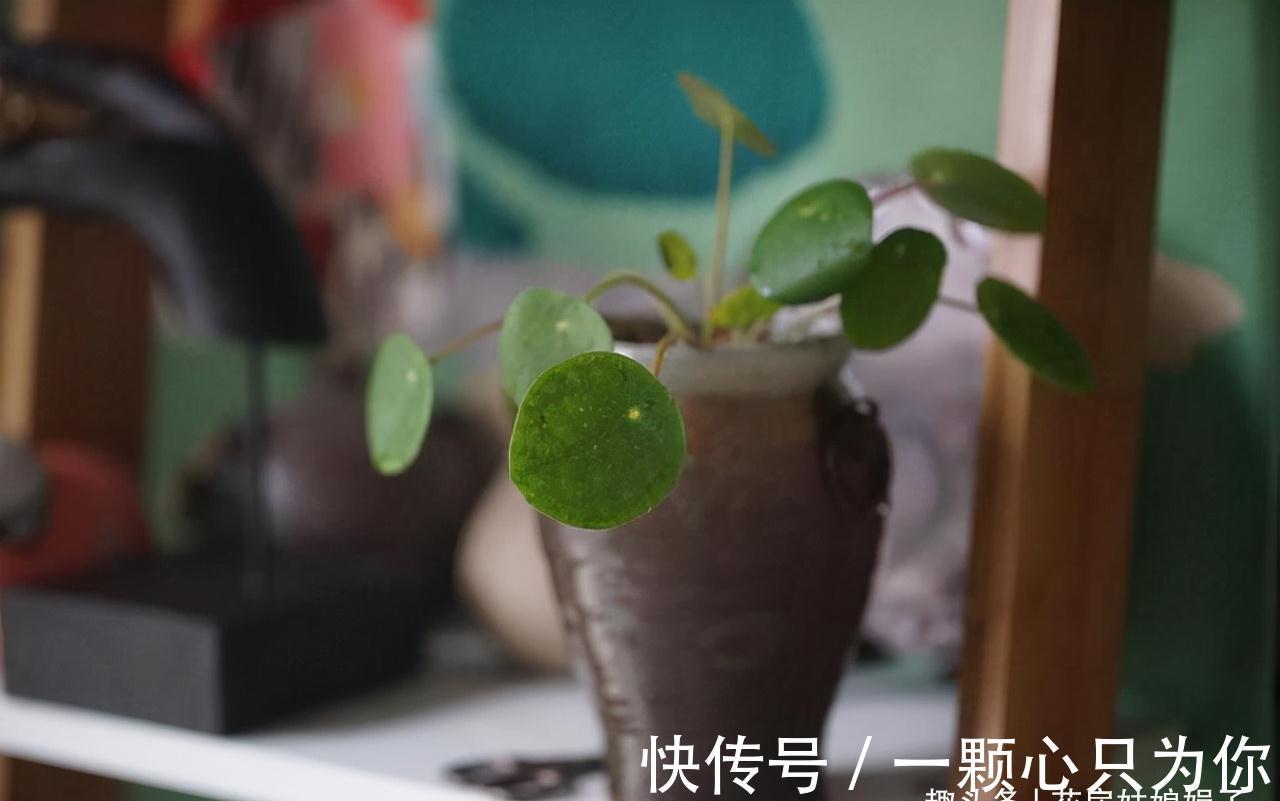 花卉盆栽就是这样被“玩”死的,要避开日常养护中常见的7个误区