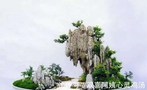 马尾松|徜徉盆景40余年的“盆景迷”