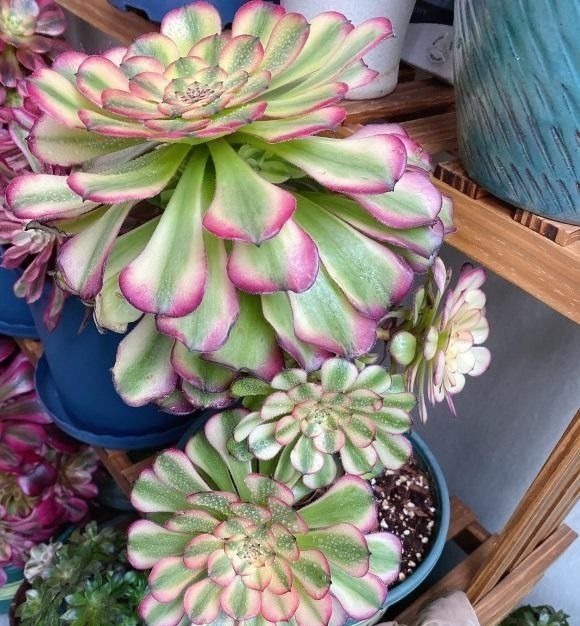 根系|多肉买回家,种到盆里别着急浇水,1周后再浇水,发根更快