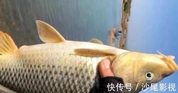 这饵专攻大板鲫,简单实用又省钱,老钓手都拍手叫好