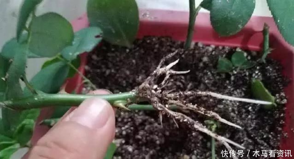 扦插|“4种花”不用花钱买随便剪个枝,“插”土里就活,10天就生根