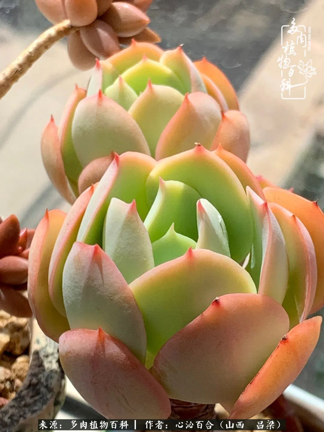 夏季的多肉，绿色才是主色调！努力呵护，期待绽放的那一刻！