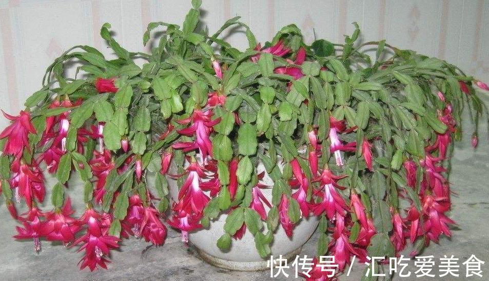 冬季怎样管理蟹爪兰,以便不会落蕾,又开出美丽的鲜花