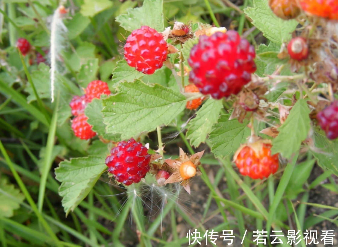 小孩|有种野果叫蛇莓,比草莓还好吃,大人却说不能吃,为啥?