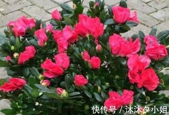 4种花被称为花卉界的劳模,开花漂亮一年不停,超爱爆盆的