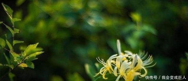  干谒|唐代的自荐信干谒诗：成绩很重要，但坚持努力更重要