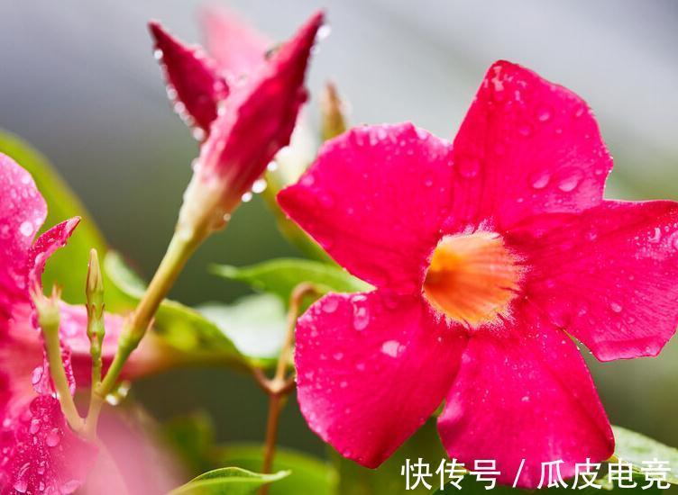 马上进入2022年,新的一年即将开启,为你推荐25种漂亮的花卉