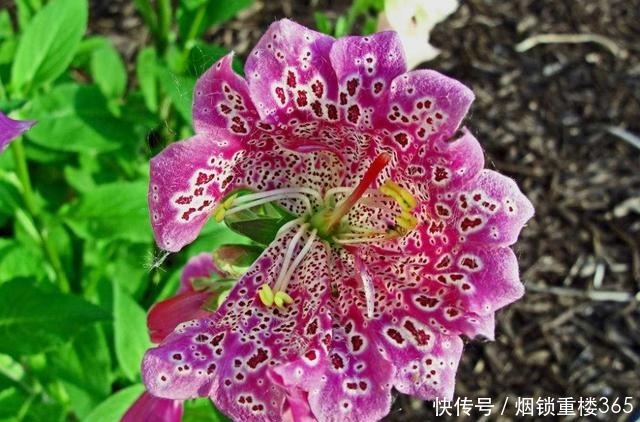 养花就养3种耐旱花,花大色艳四季开花,越养越好养,人见人爱