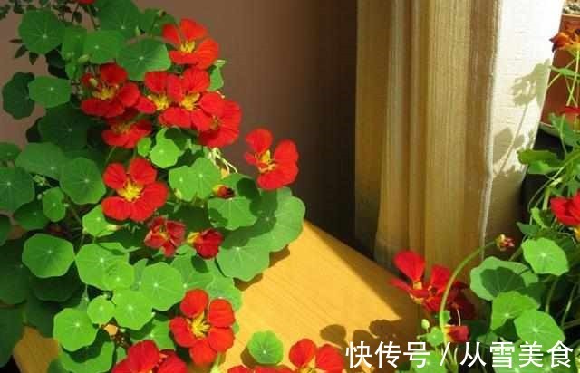 叶片|有种花比吊兰好养,叶片比荷叶好看,冬季也开花