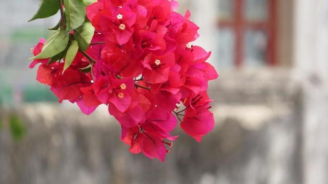 三角梅不难养开花更是赏心悦目,怎么给三角梅浇水,花期花苞更多