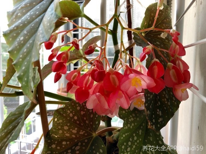 耐阴怕晒的花，一晒叶子就发黄干裂，放阴凉地养得好！