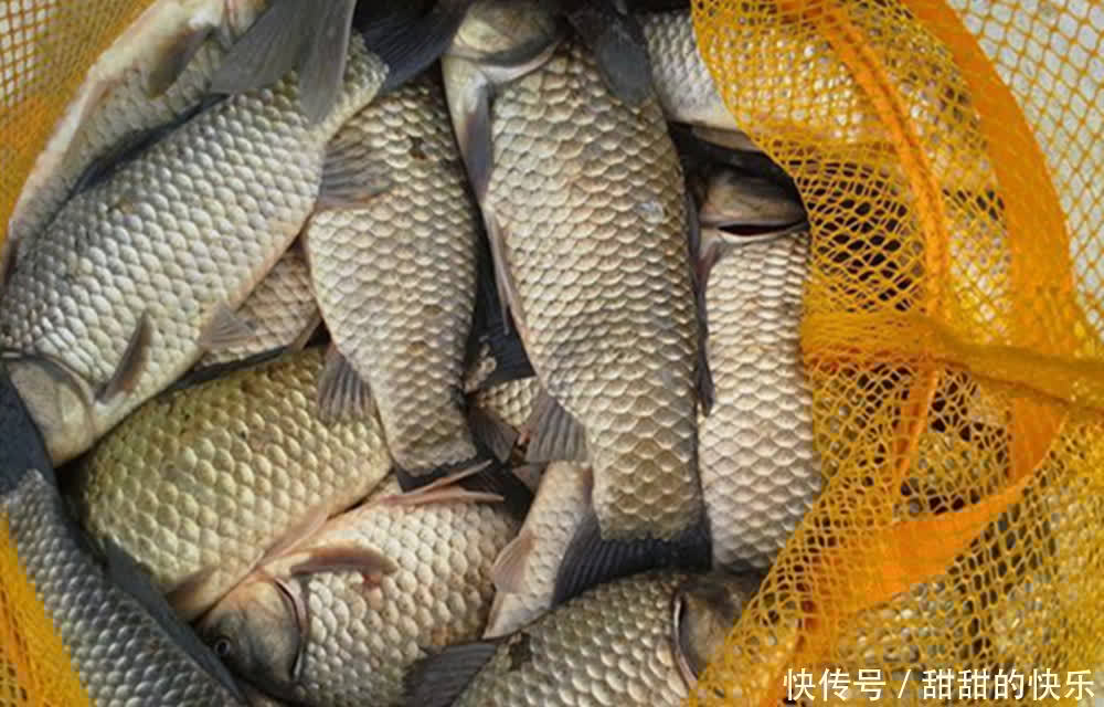 晚春钓鲫鱼的“非常规”方法,用七星漂钓浮,只在这阶段才好使!