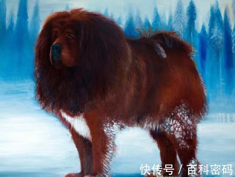 疯狂的藏獒：从百万名宠到流离野犬，逃雪豹退棕熊已成高原新霸主（七只藏獒对战一只花豹）