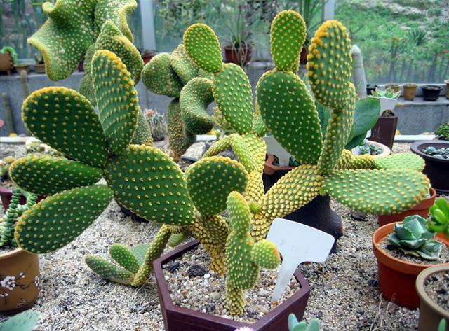 这几点记住了!仙人掌长出高海拔,又壮又肥像打了鸡血