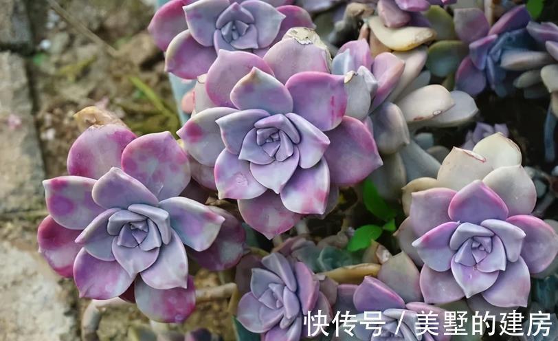 长生草|养长生草甭错过这4款,养好根,状态越来越好