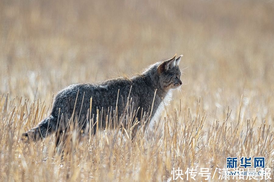 寻猫记|寻猫记：最难发现的荒漠猫现身