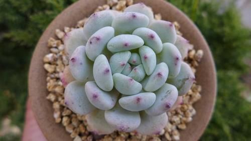 价钱|阳台养多肉别错过这5款莲座型的品种,与价钱无关,就是很适合