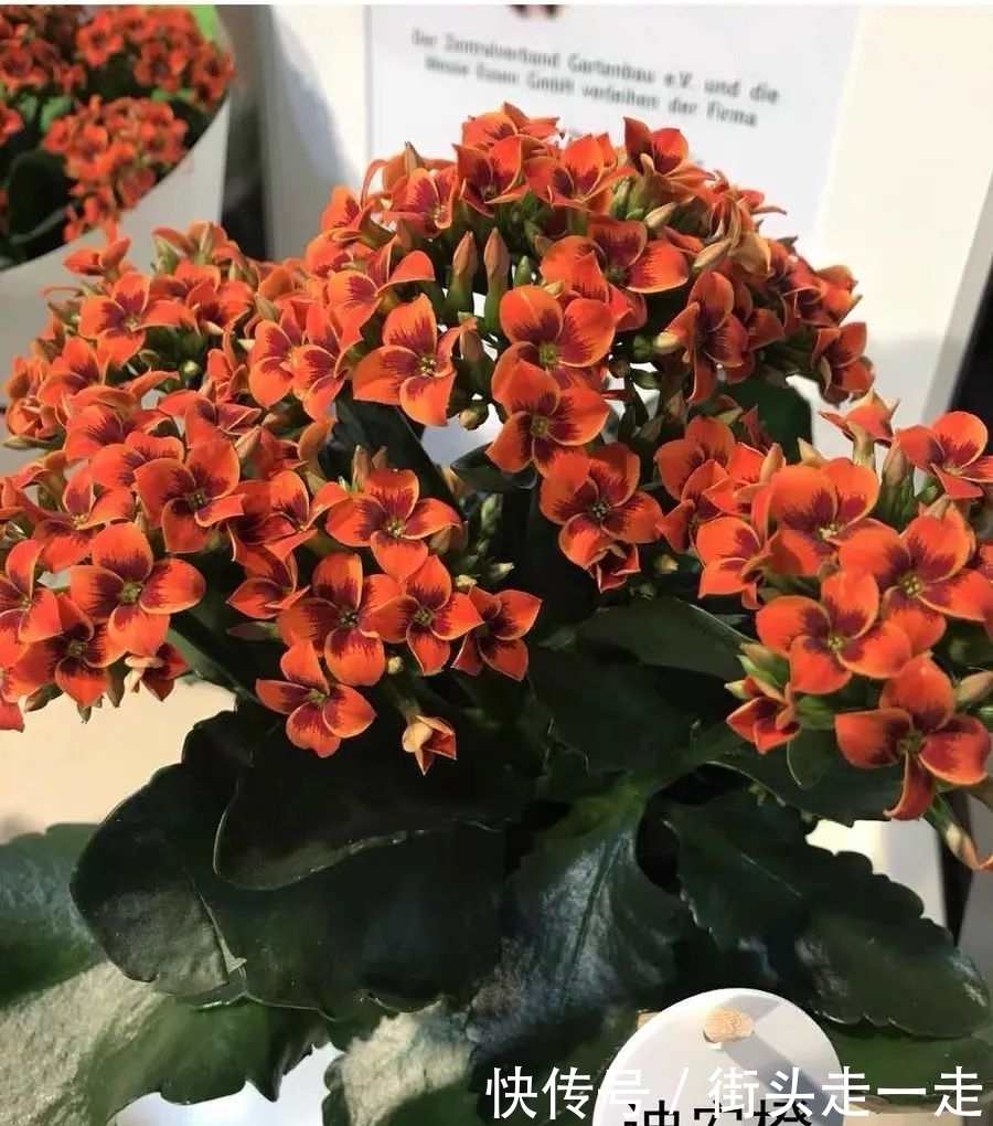 45种长寿花,个个都美爆了,你家养了多少种?