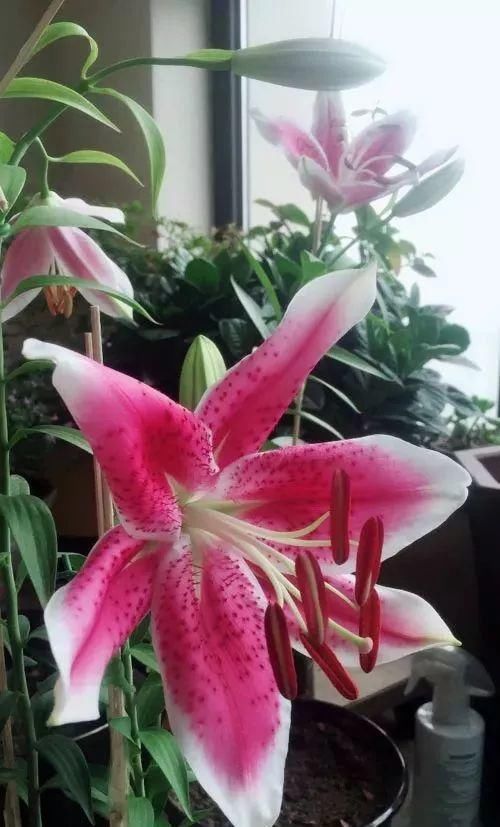 33种花，33首歌，太美了！