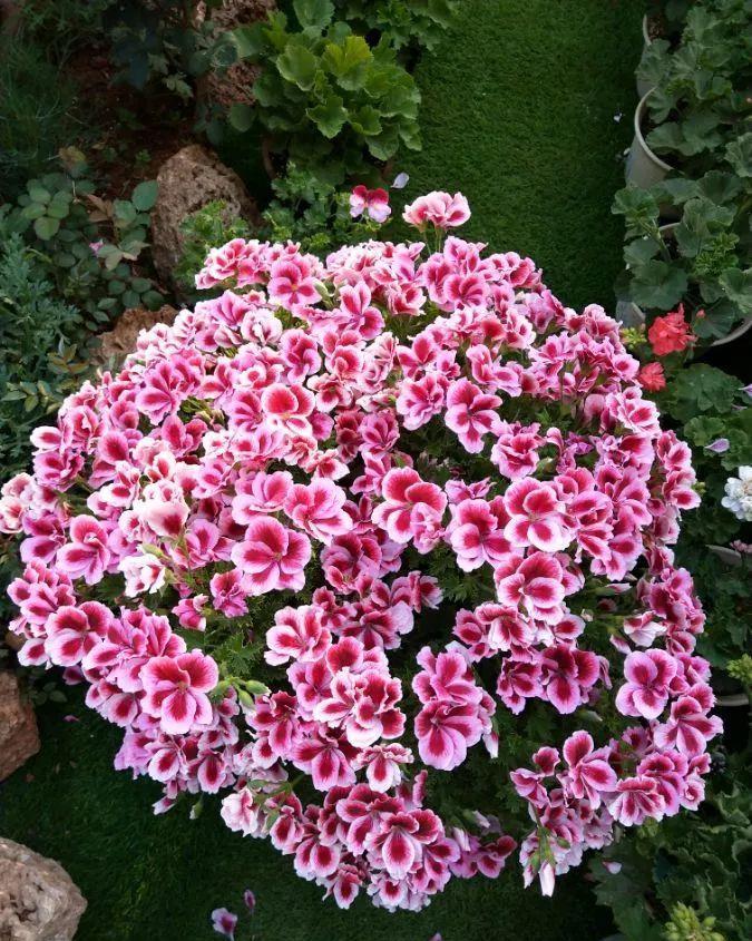 养花技巧:大冬天,她家的小院开满200盆花,全家人过年围着看!