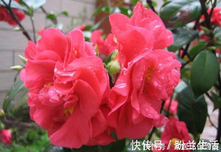 香水|4种花现在养刚刚好，满屋飘香，比香水还好闻，繁花满枝