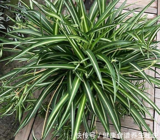 家里吊兰开花,是留还是剪,花友们这样做!