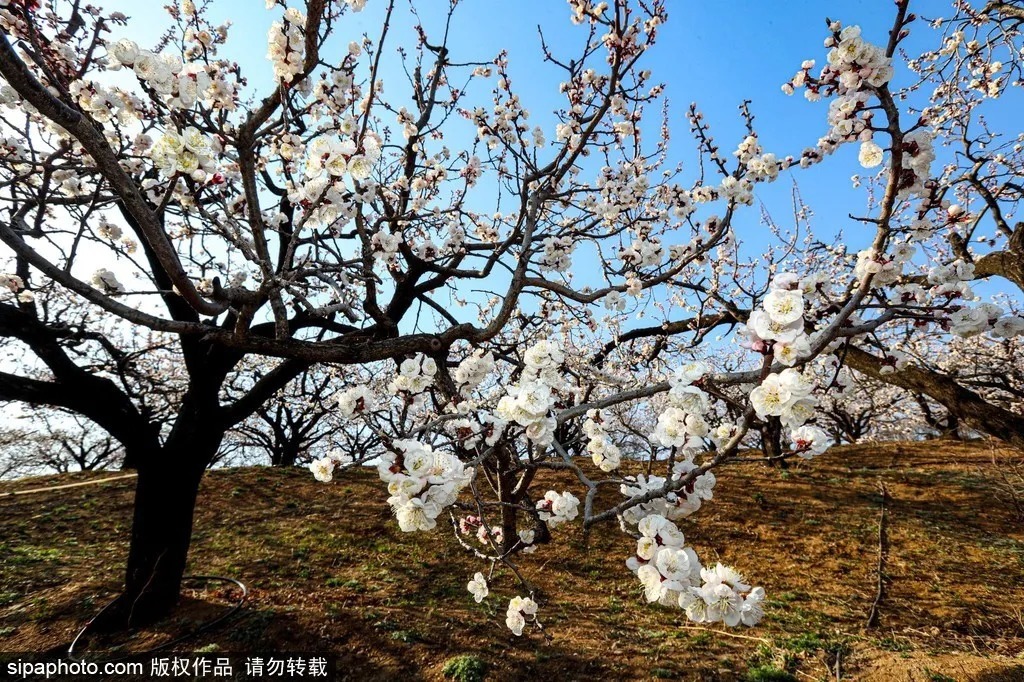 不用出京就能来到“小拉萨”？你的朋友圈又亮了！