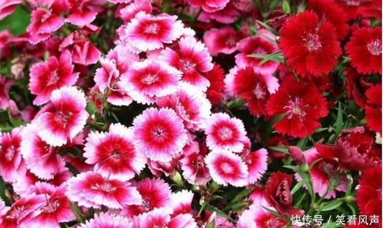 最有仙气的4种花，迷人的花朵，开满整个花盆，美不胜收