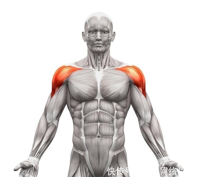 运动|有效刺激三角肌的运动, 决定身体宽度的部位, 先从三角肌入手