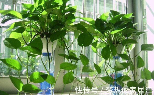 客厅|耐阴的5种绿植,放在客厅,卫生间,北向窗台,都能养得很好!