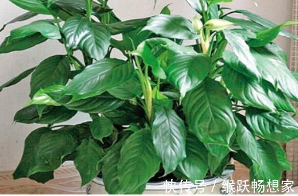 在家里养盆“醉酒杨妃”花姿琼花玉叶,花香醉人,比菊花还美