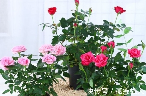 盆栽小玫瑰到手一天就蔫了,怎么破,做好4点安心看花