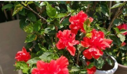 长寿花|7月逛花市,我只买这7种花,耐38℃高温,花期长达240天,好看好