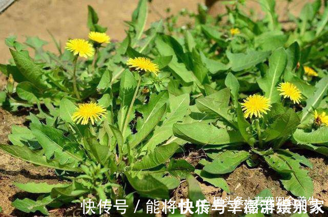 维生素b12|女性不想皱纹爬上脸,不妨多吃此物,小肚子不鼓了,皮肤更显年轻