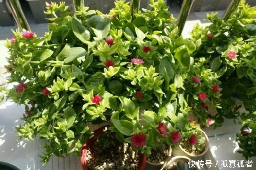 绿萝、吊兰太普通别养了,换上4种花,更加美丽,还显得家庭富贵!