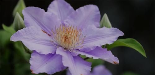 3种花太漂亮了，四季都开花，漂亮又芳香，可阳台盆栽，很受欢迎