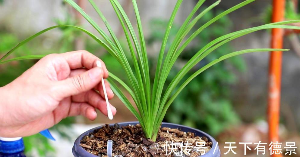 新手秋天养兰花,3个浇水要点要谨记,做好了根壮叶旺开花美