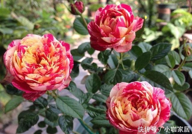 不生长|冬季给月季修剪别盲目,要学会“2看”,准时修剪才能春季开爆!