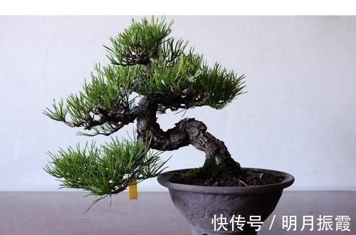 6种漂亮花,不仅外形美,还越养越值钱,富贵人家都爱养!