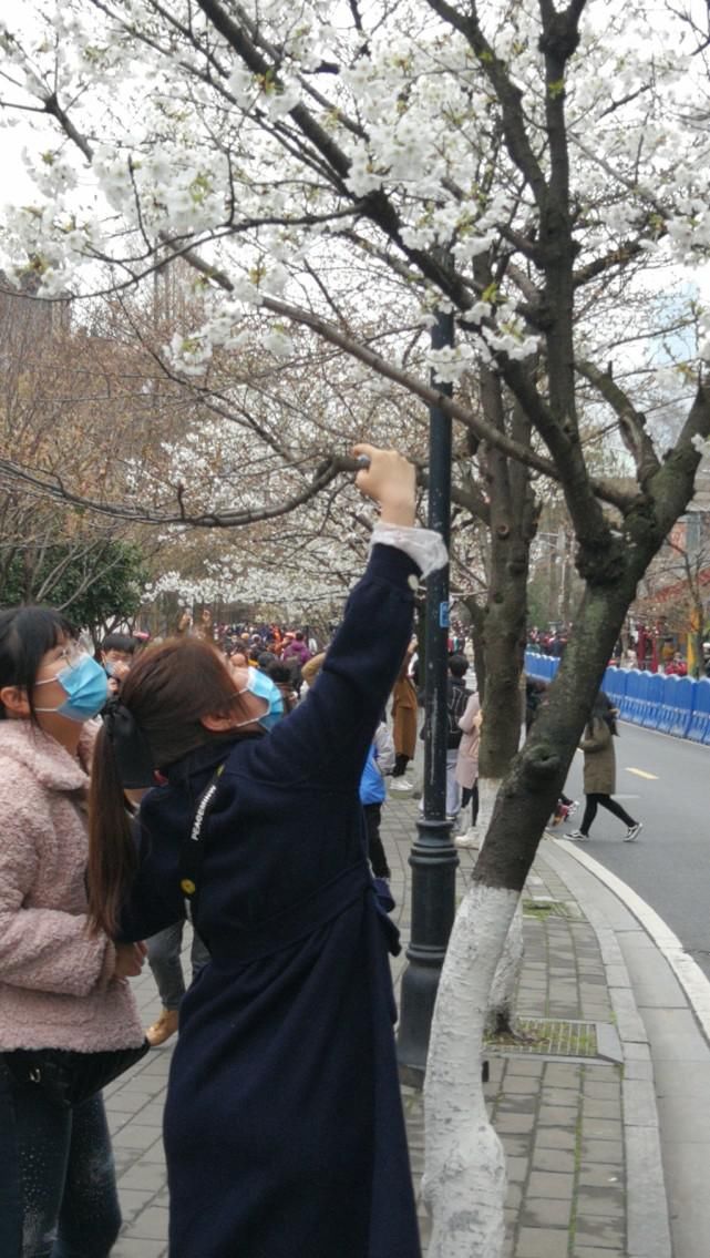 鸡鸣寺樱花开已开，最美800米露真容