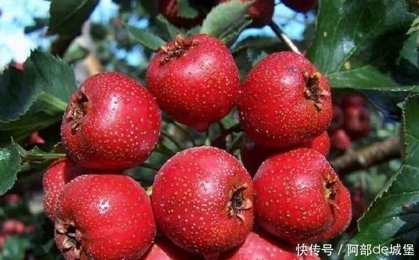 肠胃疾病|山楂配一宝泡水,连喝7天,排光湿气,赶走肚腩,50岁也不显老