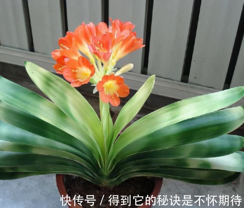 光合作用|君子兰进入生长期,春天做好“3足”,新叶长得多,整齐又油亮