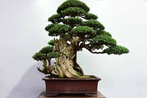 肥料|买盆景学问大，栽种环境、合适的树种，都要考虑周到，莫“踩坑”