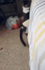 |搞笑GIF: 这样的新娘要不得 客人刚新娘就原形毕露了