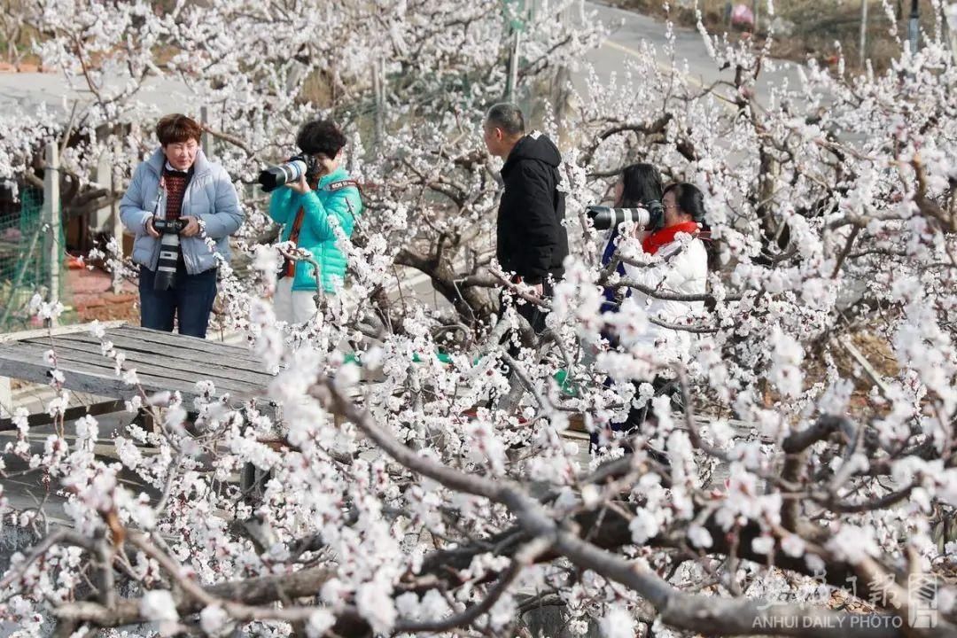 黄里杏花浪漫来袭！踏春、赏花，一起来玩！