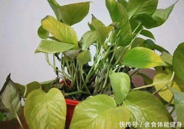 冬天,4种花要“旱着养”,水大烂根又黄叶!