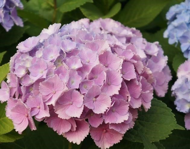 喜欢养菊花,还不如养一盆绣球花,教你3个方法,绣球花花大色美