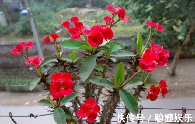 千瓣莲|1种“花”，漂亮像玫瑰，花期6个月，花色红艳，适合家庭粗养！