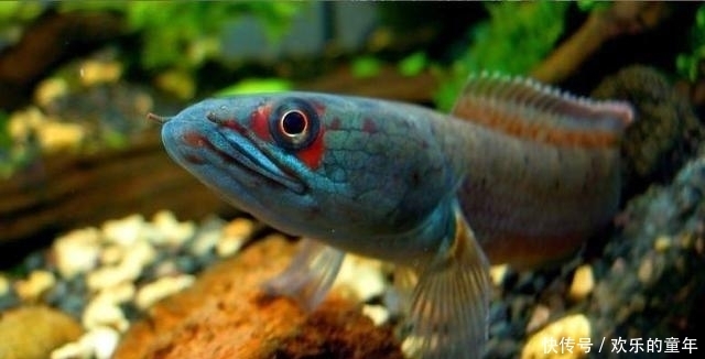 废弃野塘钓罗非鱼,竟上了条“彩虹雷龙”!