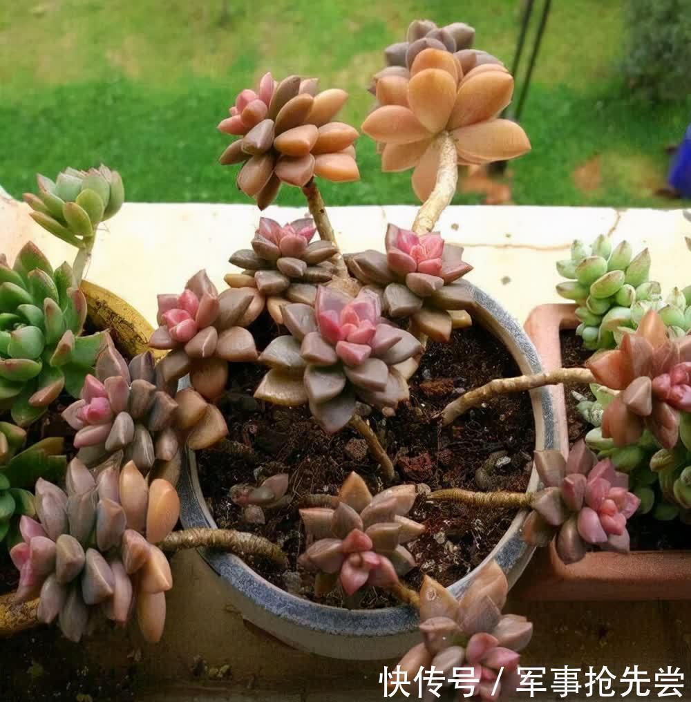 秋冬|他养多肉10多年,总结出9个易出“高价老桩”的品种,适合新手